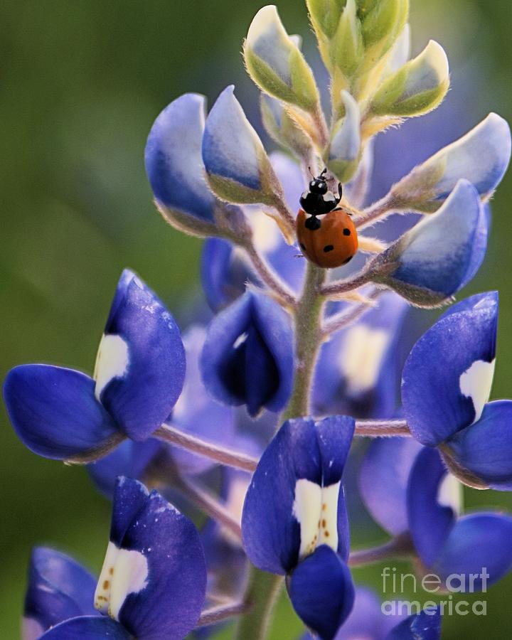 Ladybug on Bluebonnet 2 Photograph by Kim Yarbrough