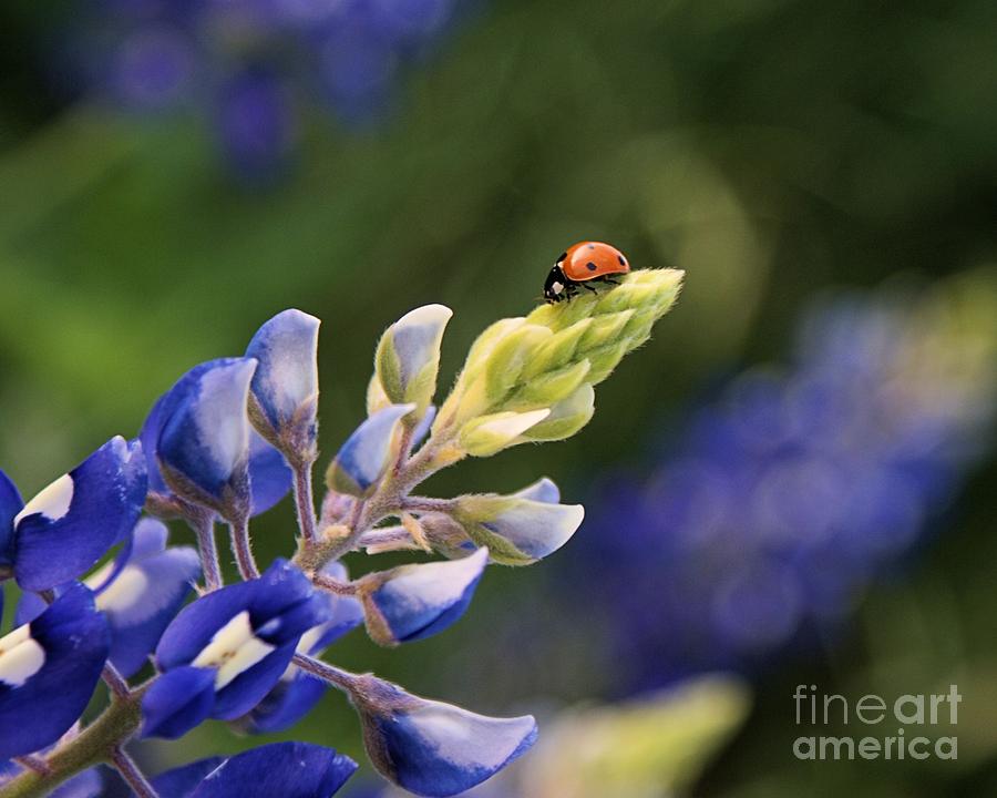 Ladybug on Bluebonnet 3 Photograph by Kim Yarbrough