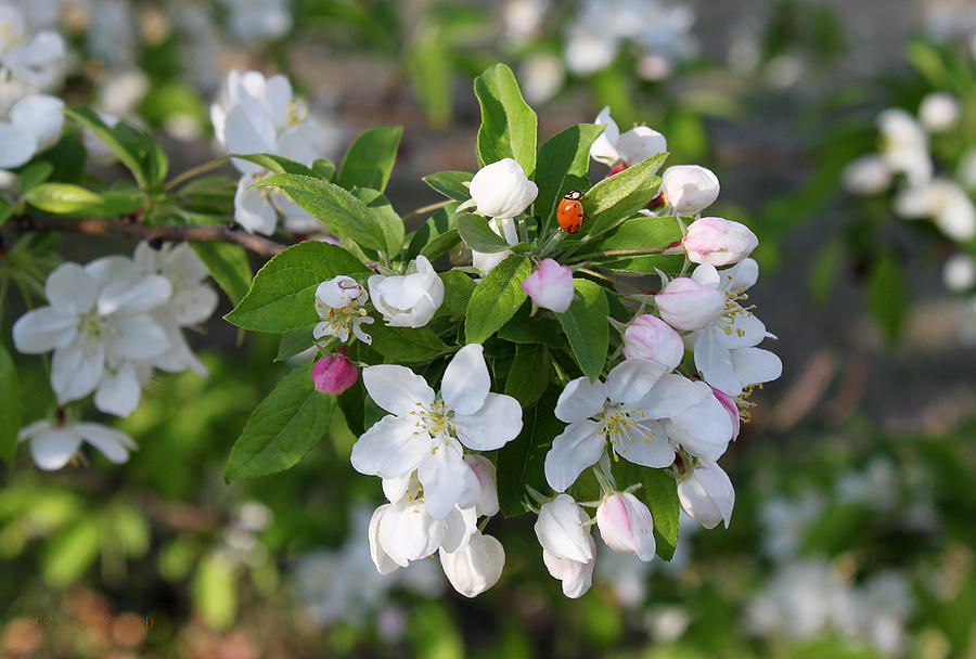 Ladybug On Cherry Blossoms Photograph