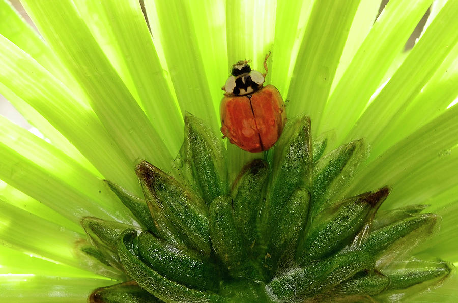Ladybug on Chrysanthemum from Beneath Photograph by Laura Mountainspring