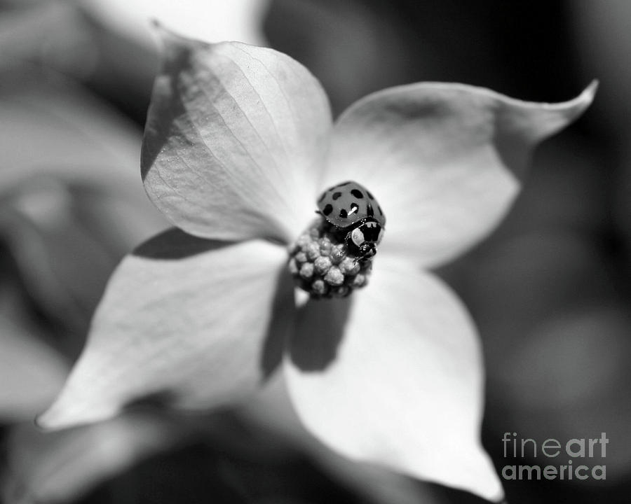 Ladybug On Dogwood Black And White Photograph by Smilin Eyes Treasures