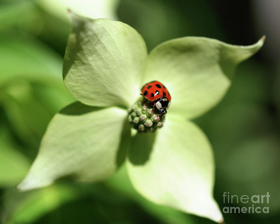 Ladybug On Dogwood Photograph by Smilin Eyes Treasures