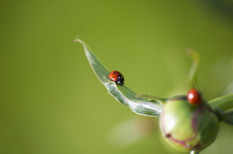 Ladybug Photograph - Ladybug on Flower by Konstantin Sevostyanov