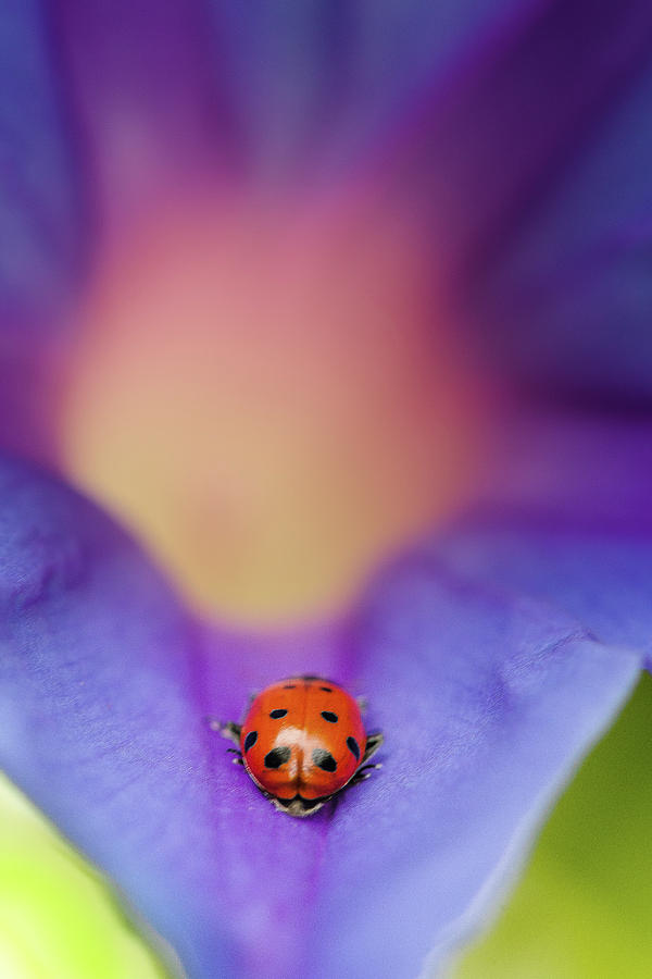 Ladybug On Flower Photograph