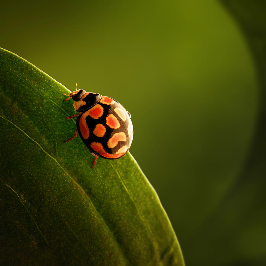 Ladybug  On Green Leaf Photograph