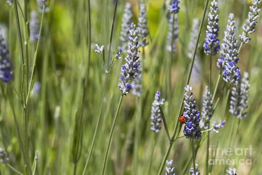 Nature Photograph - Ladybug on lavender by Cindy Garber Iverson