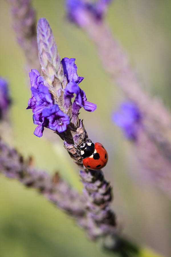 Ladybug On Lavender Photograph by Dina Calvarese