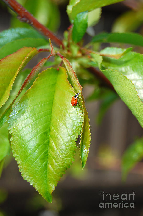 Ladybug on Leaf Photograph by Debra Thompson