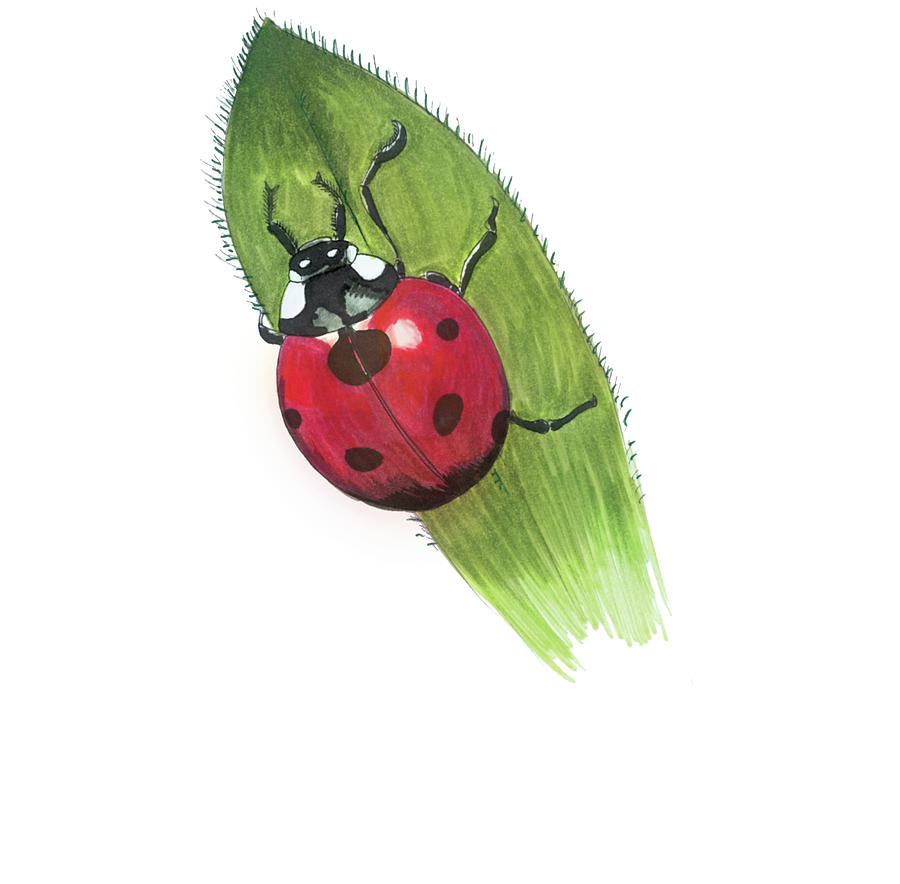 Ladybug on Leaf Drawing by Lee Gelwicks Fine Art America