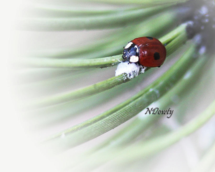 Ladybug on Pine Photograph by Natalie Dowty Ladybug on Pine Photograph by Natalie Dowty