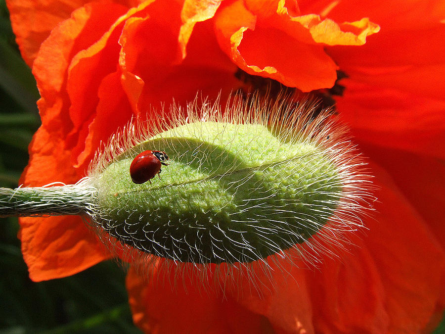 Ladybug on poppy Photograph by Mark Alan Perry