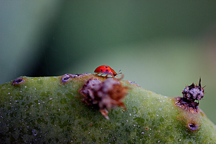 Ladybug on Prickly pear cactus Photograph by James Smullins