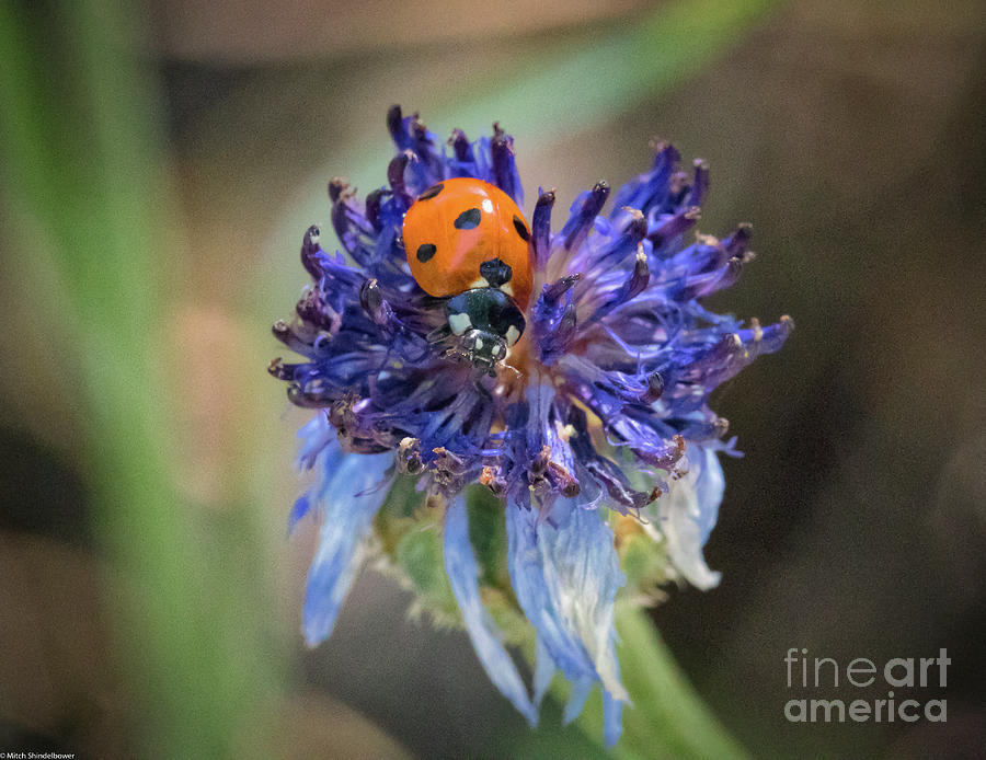 Ladybug On Purple Flower Photograph by Mitch Shindelbower