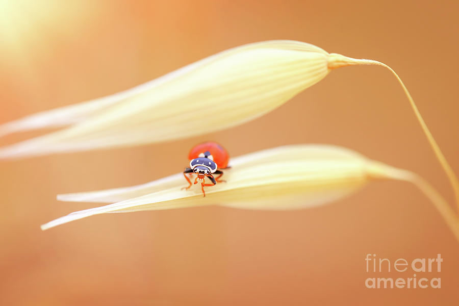 Ladybug on the wheat Photograph by Anna Om