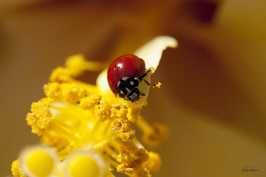 Ladybug Photograph - Ladybug Picking Flowers by Diana Haronis