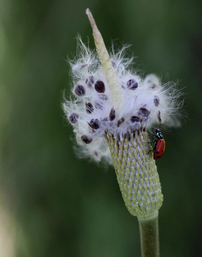 Ladybug Photograph by Ronnie Maum