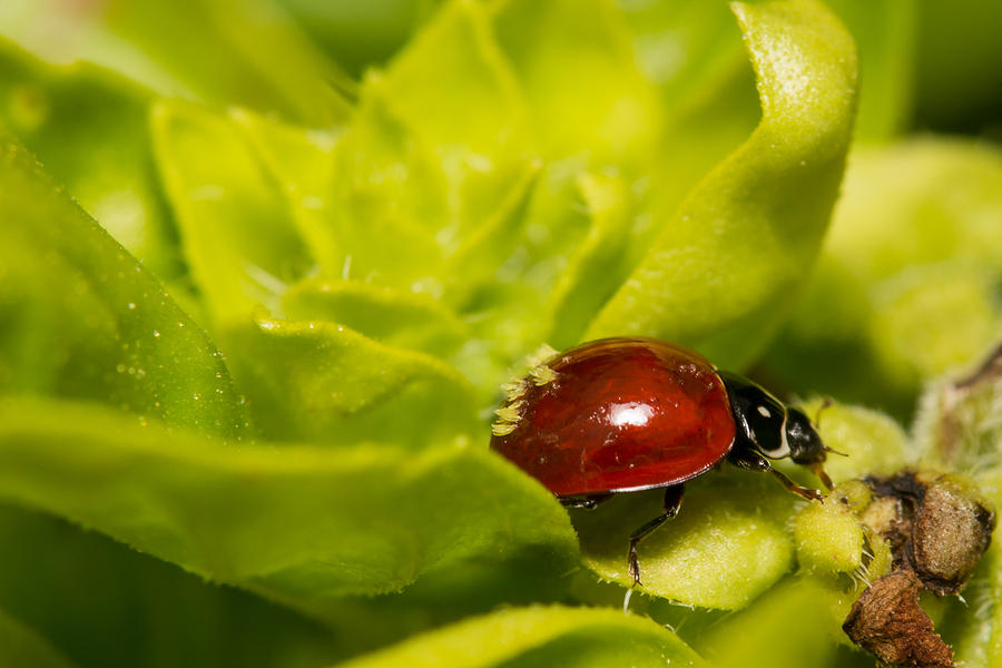 Ladybug Photograph by Shawn Jeffries