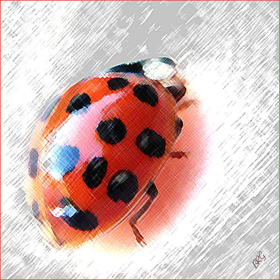Ladybug Spectacular Photograph