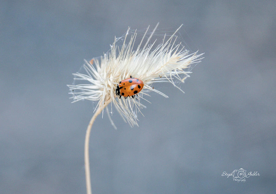 Ladybug Photograph by Steph Gabler