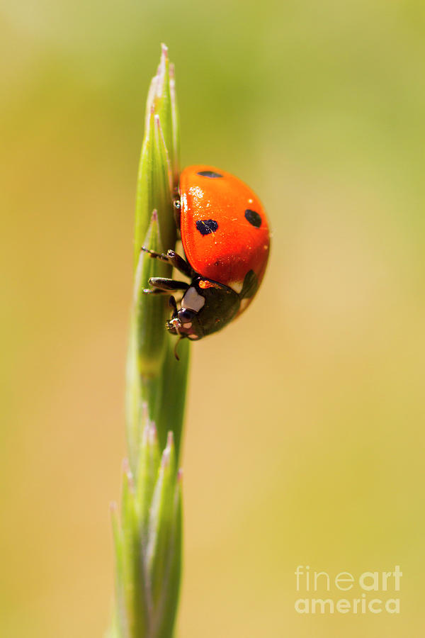 Ladybug Photograph by Steve Triplett
