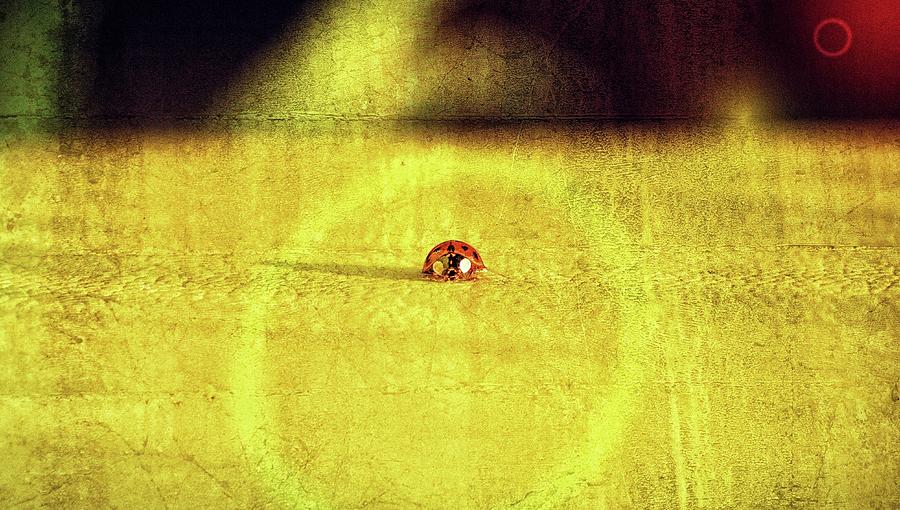 Ladybug story Photograph by Jaroslav Buna