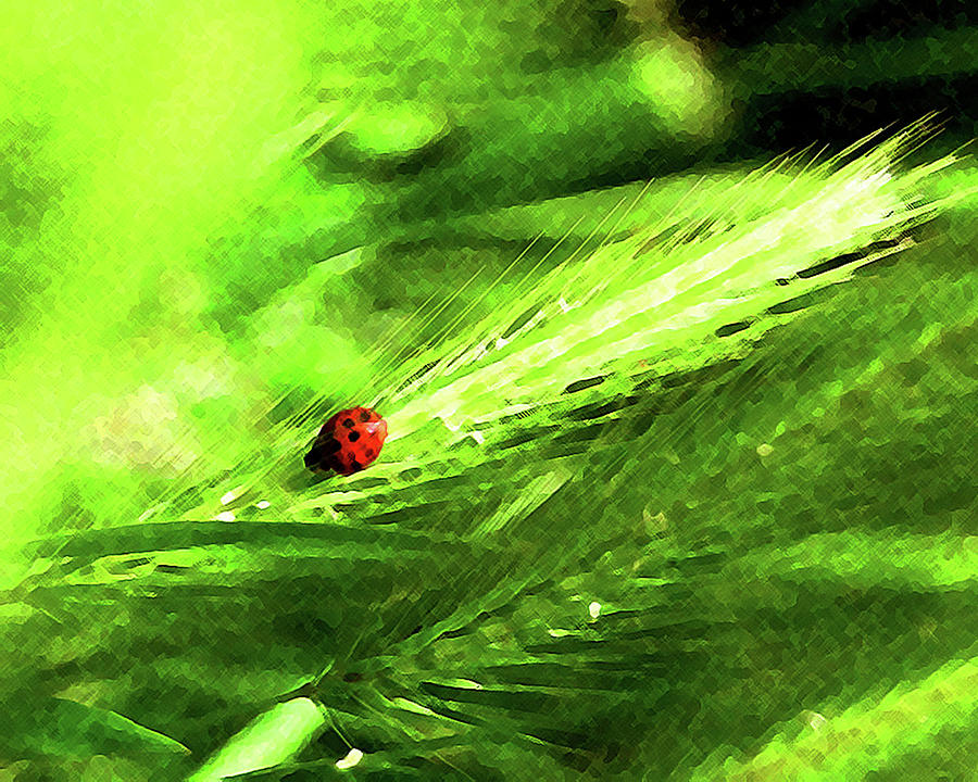 Ladybug Digital Art by Timothy Bulone