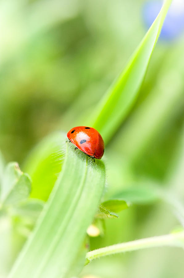 Ladybug Photograph by Victor Culpepper