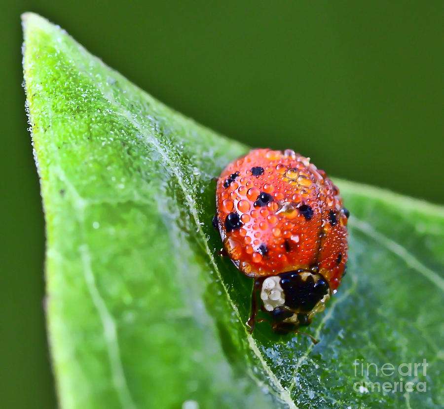 Ladybug with Dew Drops Photograph by Kerri Farley