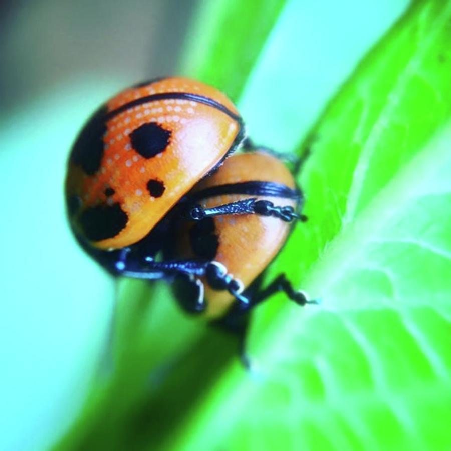 Ladybug Photograph - Ladybugs, Behaving In A Most by Hermes Fine Art