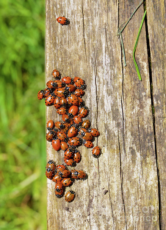 Ladybugs Photograph by Bruce Block