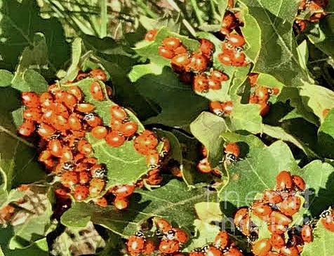 Ladybugs Galore  Photograph by Janette Boyd
