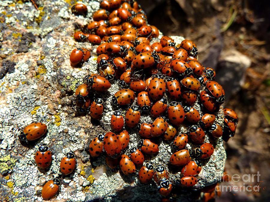 Ladybugs Photograph by George Tuffy