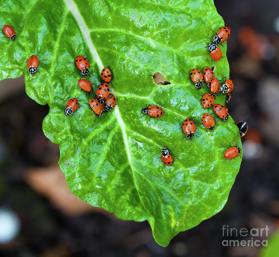 Ladybugs On A Chard Leaf Photograph by Bruce Block