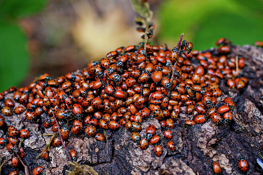 Ladybugs on branch Photograph by Garry Gay