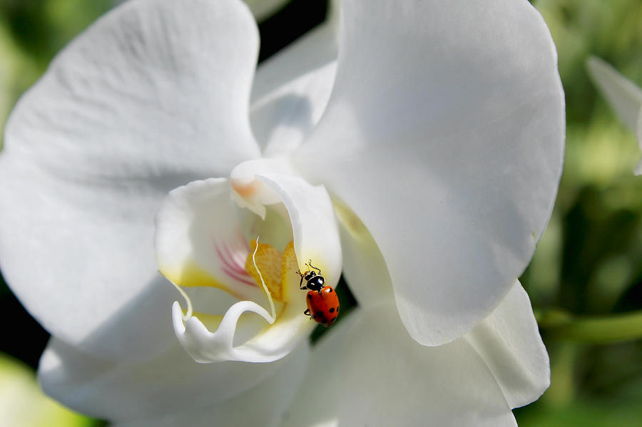 Ladybugs Orchid Photograph by Denise Irving