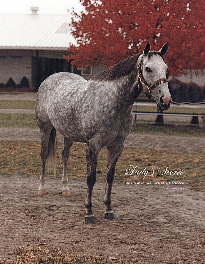 Horse Photograph - Ladys Secret by Cindy Range