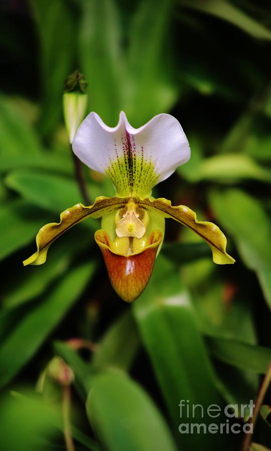 Ladys Slipper Orchid Photograph by Craig Wood