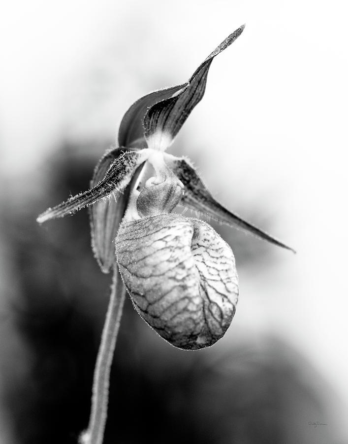 Flower Photograph - Ladys Slipper Orchid Flower in Black and White by Betty Denise