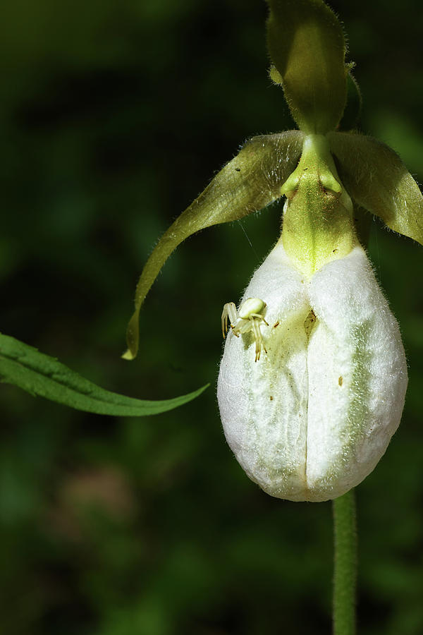 Ladyslipper And Friend Photograph by Sue Capuano