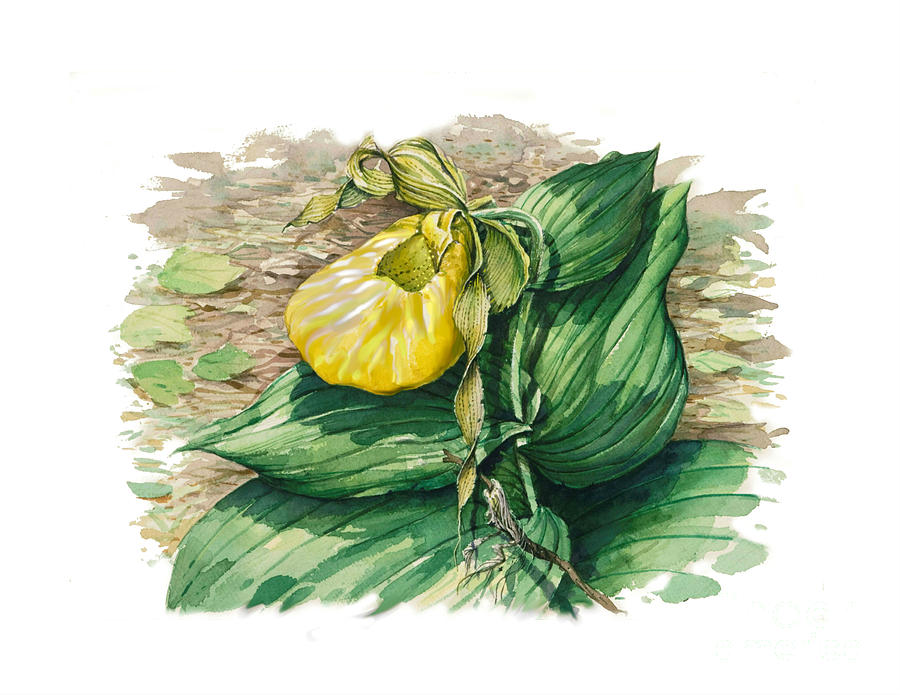 Ladyslipper Painting by Bob  George