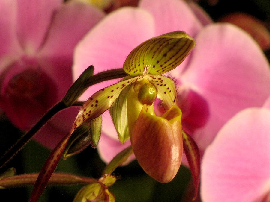 Ladyslipper With Pink Photograph by Alfred Ng