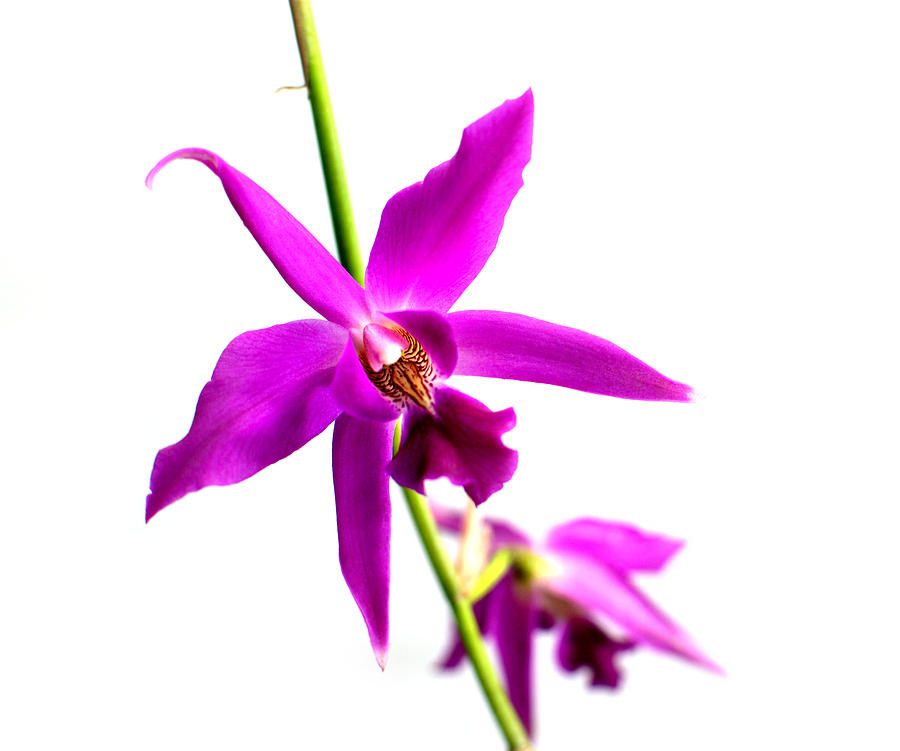 Laelia Orchid Flower Photograph by Nathan Abbott