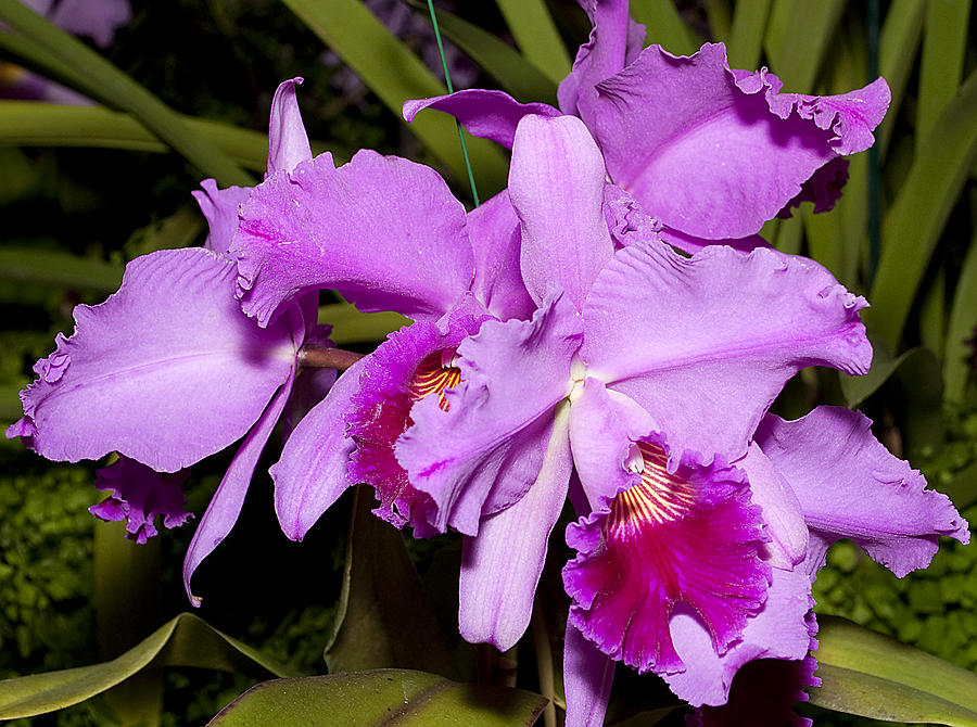 Laeliocattleya Orchid Photograph by Kenneth Albin