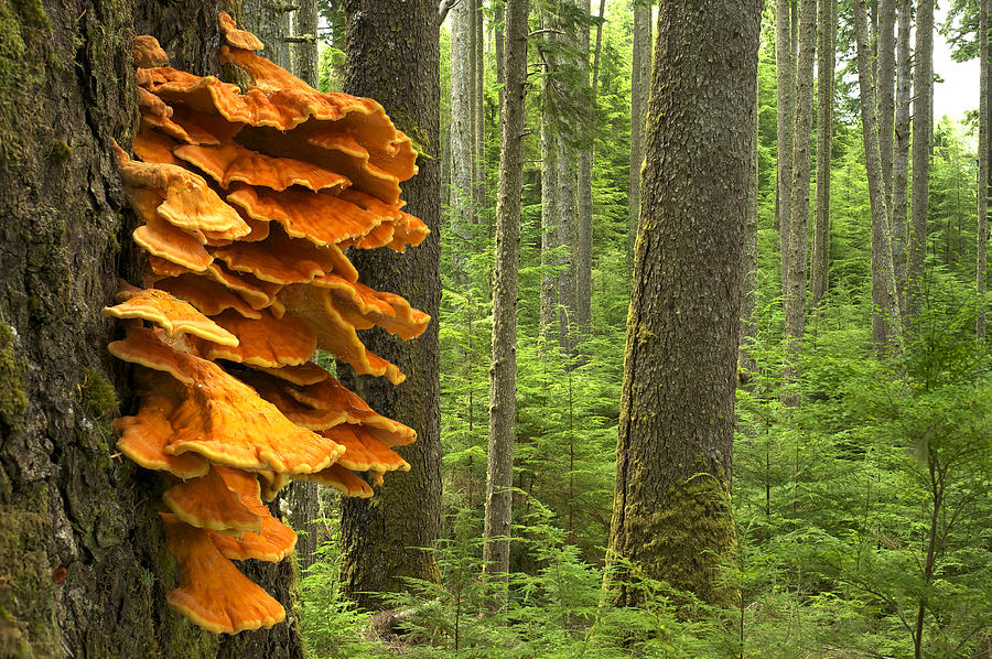 Laetiporus conifericola Sulphur Shelf Chicken-of-the-woods fungus in ...