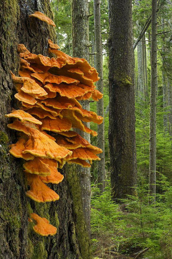 Laetiporus conifericola Sulphur Shelf Chicken-of-the-woods fungus in ...