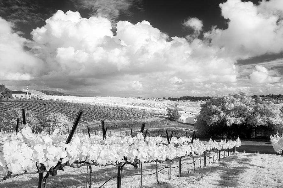 Laetitia Winery BW Photograph by James ODonnell - Fine Art America