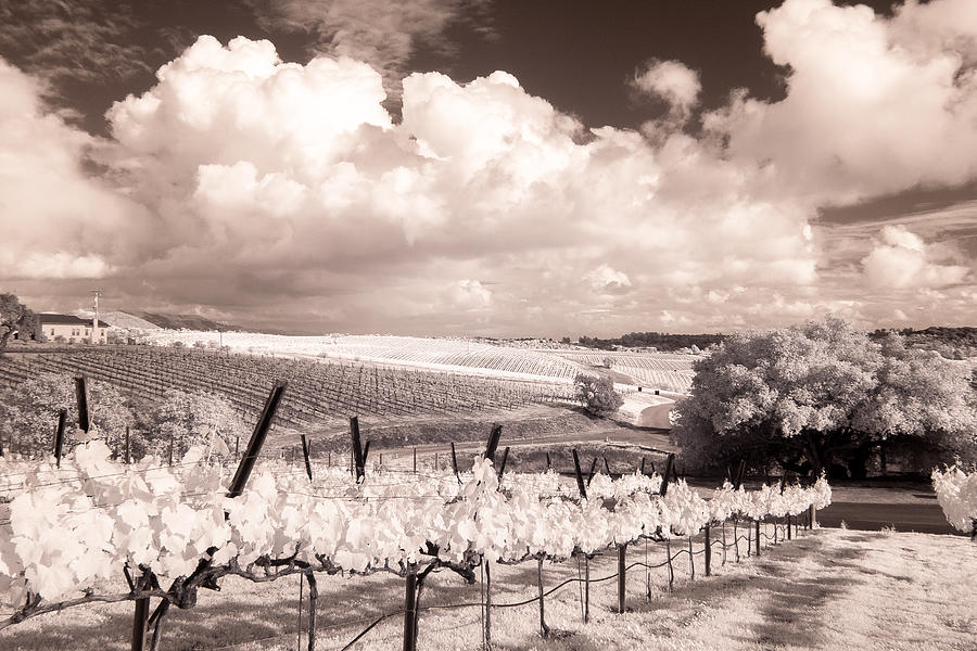 Black And White Photograph - Laetitia Winery by James ODonnell