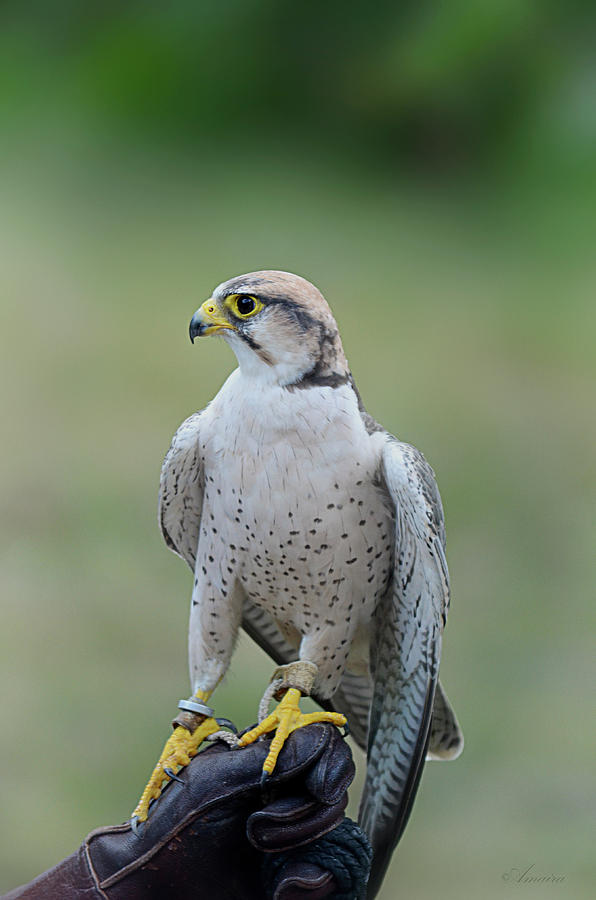 Falcon Photograph - Laggar Falcon  by Maria Angelica Maira