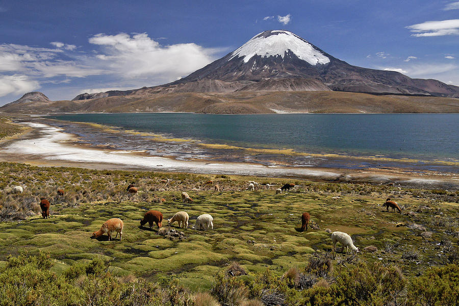 Lago Chungara and Volcan Parinacota Photograph by Michele Burgess