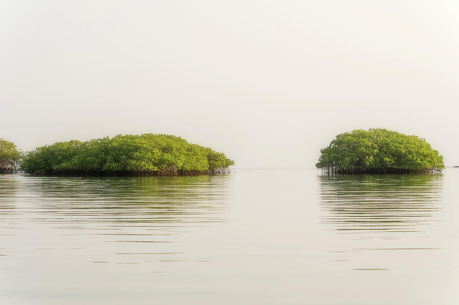 Lagoon in Santa Cruz Island in Galapagos Photograph by Marek Poplawski